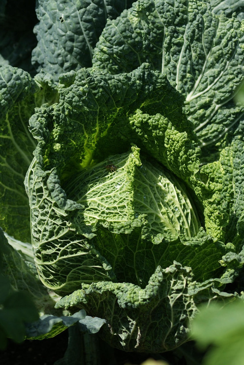Five Lesser-Known Nutritional Strategies to Enhance Your Wellbeing
